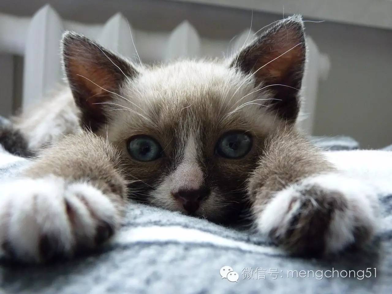 猫咪拉肚子怎么补救,猫咪拉肚子怎么治