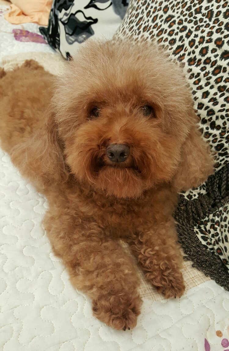 向阳的玻璃花房,玻璃花房设计建造