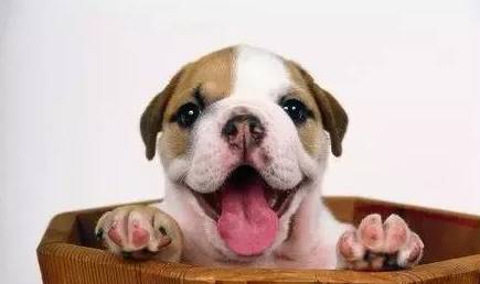 狗狗几岁开始换老年狗粮,换狗粮狗狗不吃如何解决