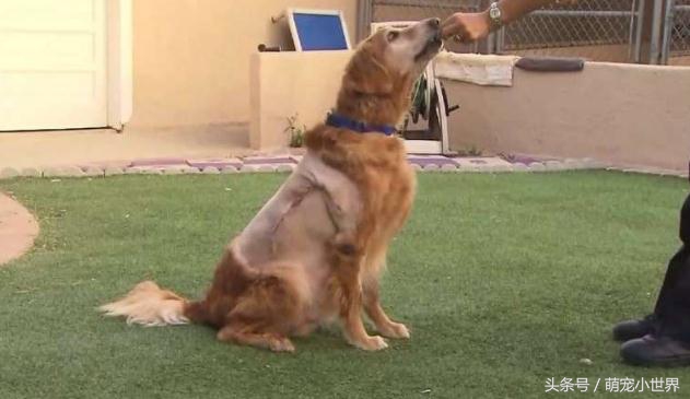 男子肚子大如球,狗狗肚子上有个超大的肿瘤