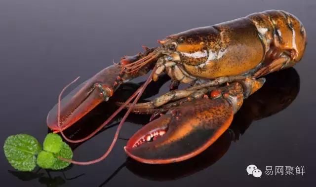 海鲜陆冻和船冻,近海海鲜与船冻海鲜区别
