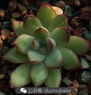 小盆多肉浸盆,小盆养多肉还用陶粒吗