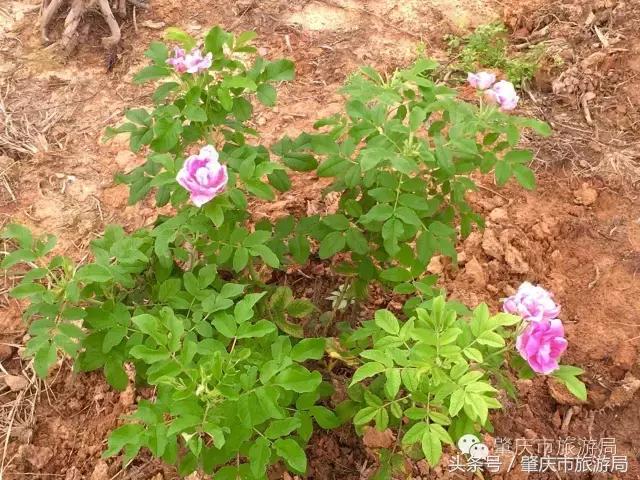 肇庆最新重磅消息,广东肇庆新消息