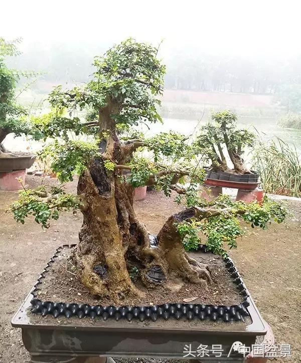 蚊母盆景的养殖方法,盆景中华蚊母的小叶叶片图片