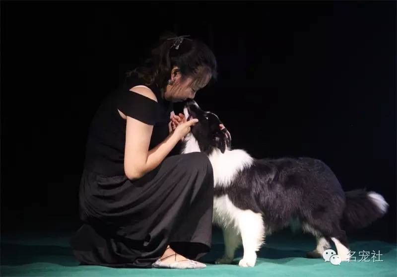 巴西淘淘老年犬,巴西淘淘幼犬狗粮