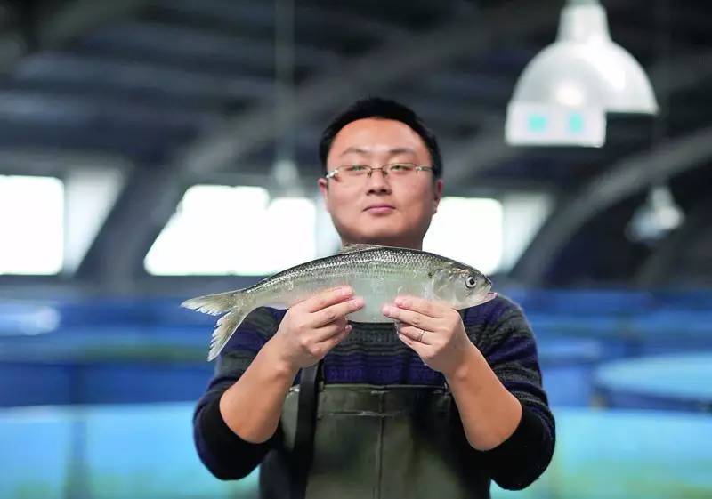 珍品淡水鲥鱼,食用淡水鲥鱼