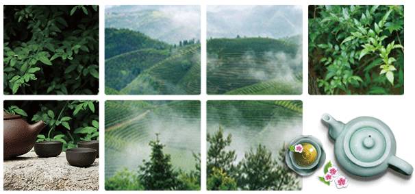 神奇！家乡山里随处可见的野藤叶竟然治好了皇帝的病