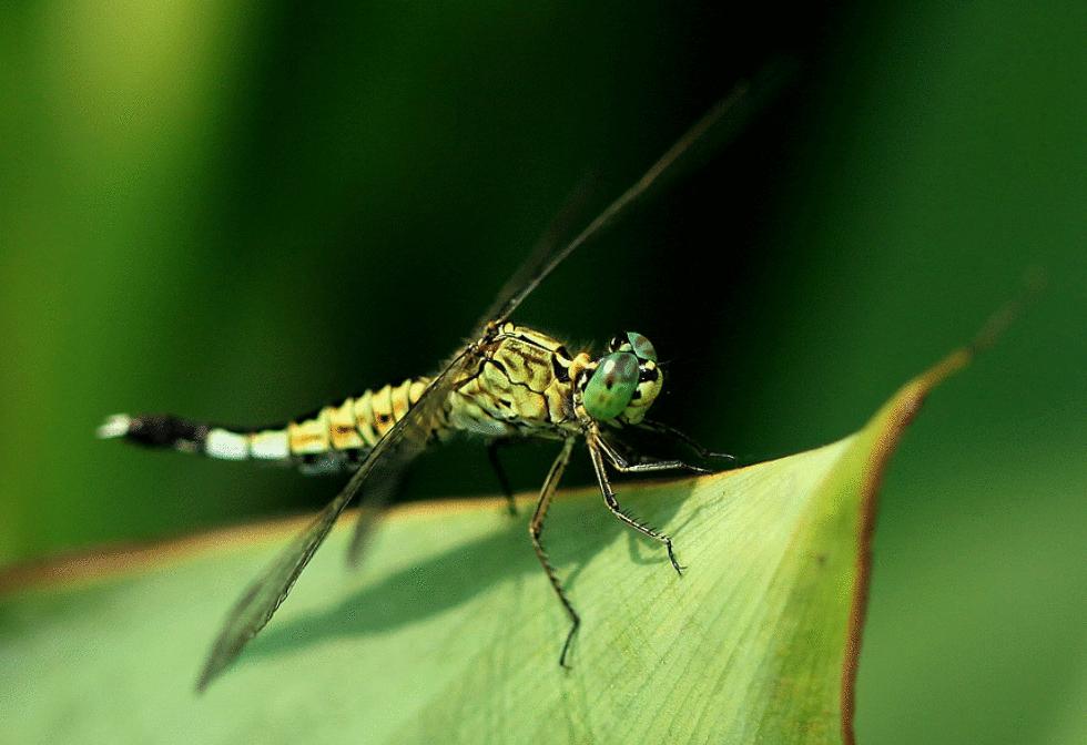 8090后养过的宠物,盘点那些年养过狗狗的视频