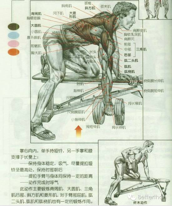 最全哑铃教学,手臂哑铃肌肉训练10个动作图解