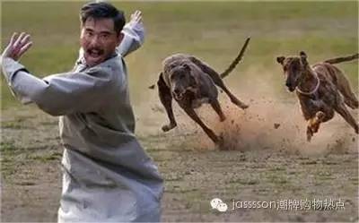 时尚界的动物元素,动物进化论