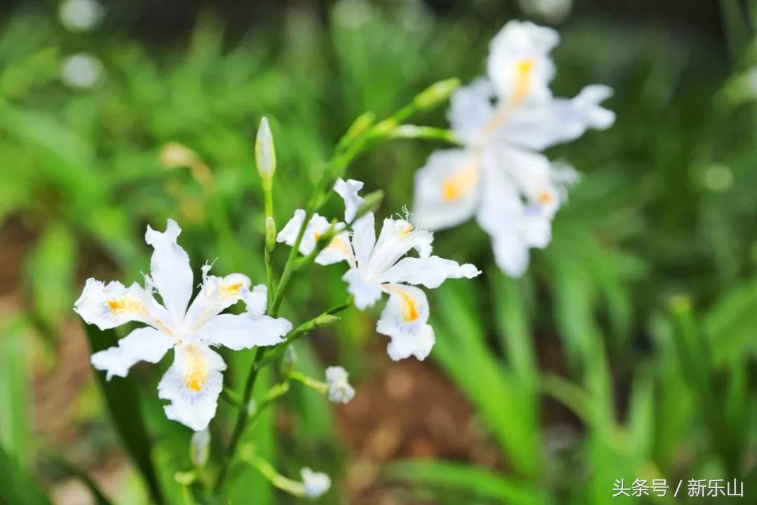 四川乐山最美的春天,乐山的春天有多美