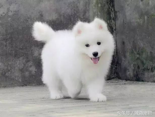 狗狗品种大全带你走进狗狗的世界,狗狗品种大全看看你认识几种