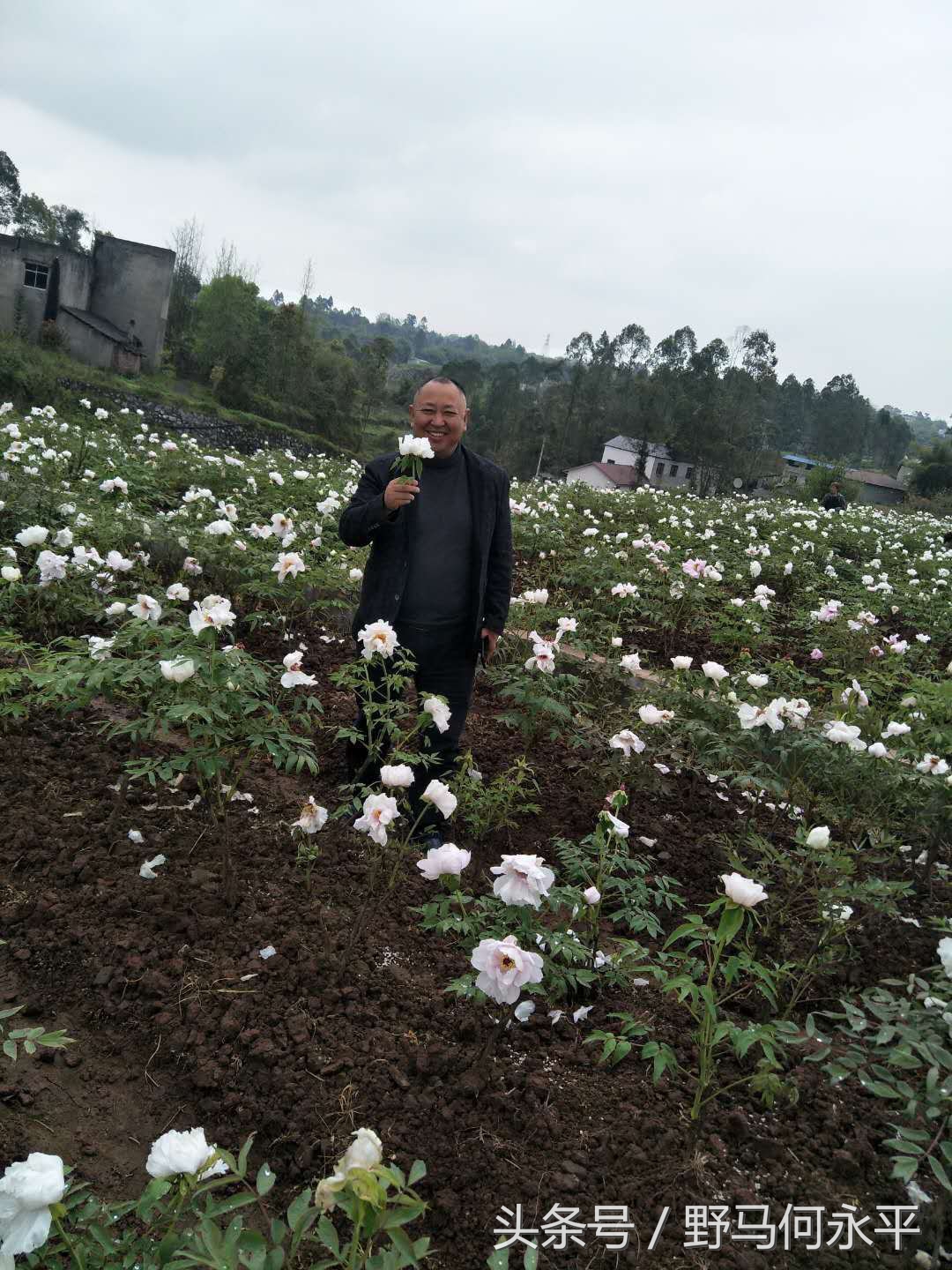 万亩花海醉游人,万亩油菜花海醉游人