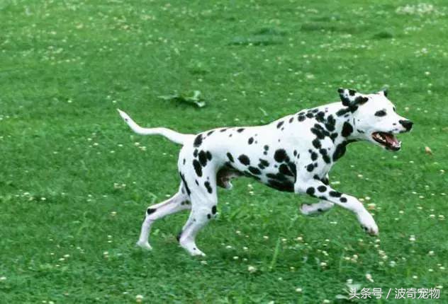 狗狗品种大全带你走进狗狗的世界,狗狗品种大全看看你认识几种