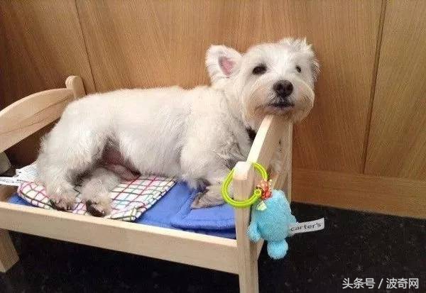 金毛吃起醋来，连自己的孩子都嫉妒