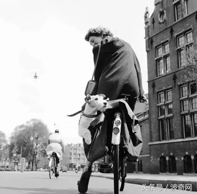 一群狗狗照片,82年的狗唯一一张的照片