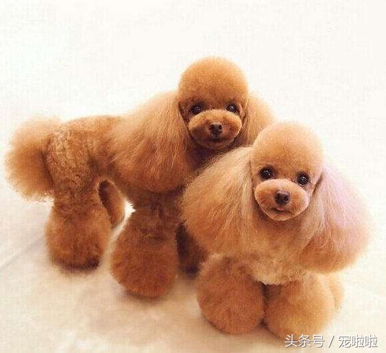 鍘熷垱鐙楃嫍琛ｆ湇,鍘熷垱鐙楃嫍鎻掔敾涓汉缁樼敾鐖卞ソ