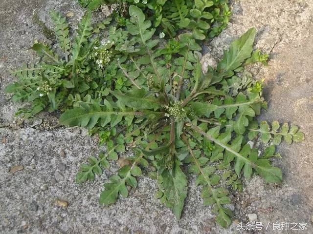 餐桌上常见的本土作物是什么,10种常见的粮食作物