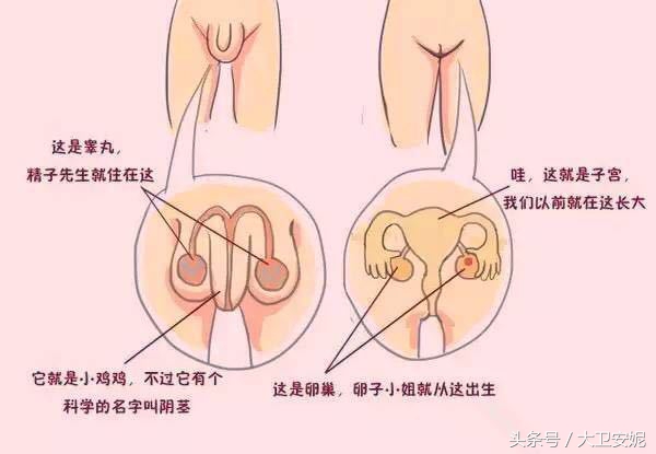 女儿问我,我为什么没有小鸡鸡?家长该怎么做?!