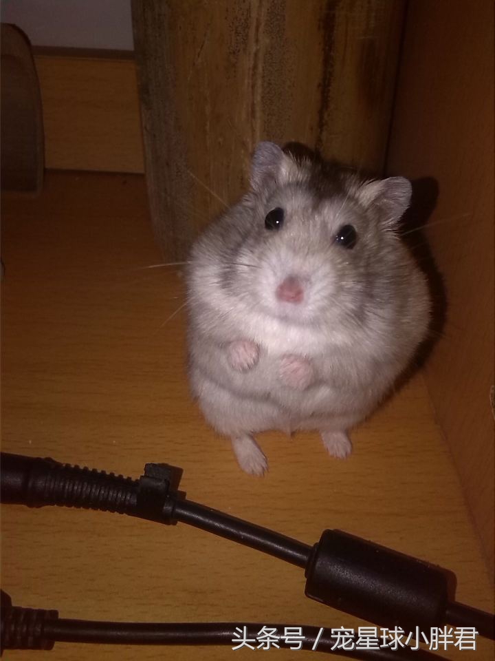 仓鼠需要准备什么用品,仓鼠怀孕了需要准备些什么