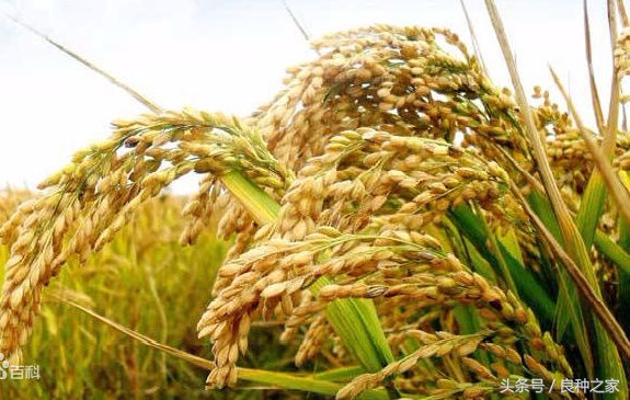 餐桌上常见的本土作物是什么,10种常见的粮食作物