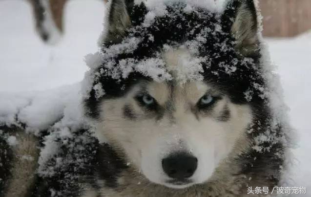 狗狗品种大全图片及简介,狗狗的所有类型品种大全介绍