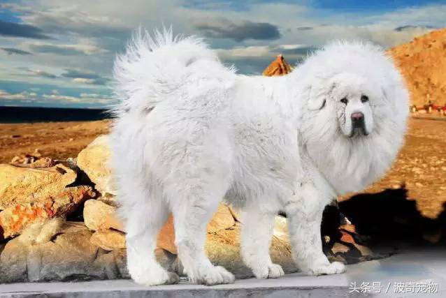 狗狗品种大全图片及简介,狗狗的所有类型品种大全介绍