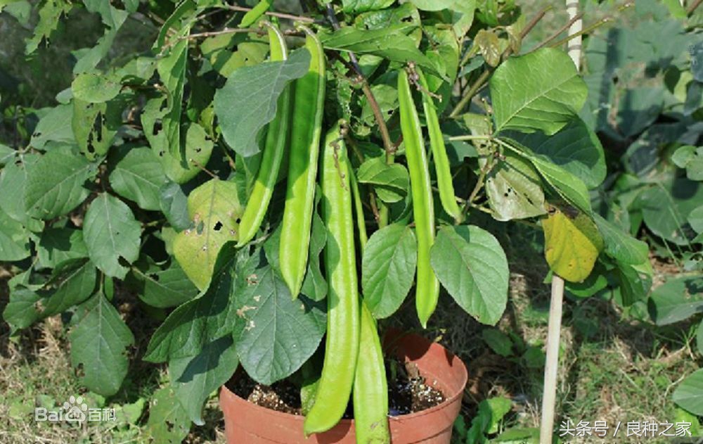 餐桌上常见的本土作物是什么,10种常见的粮食作物