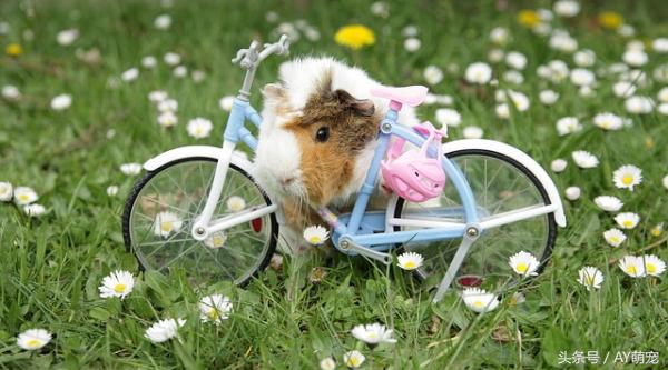 刚买来的荷兰猪放哪里养好,荷兰猪群居好还是不群养好