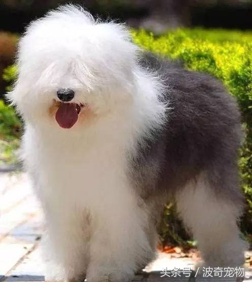 狗狗品种大全图片及简介,狗狗的所有类型品种大全介绍