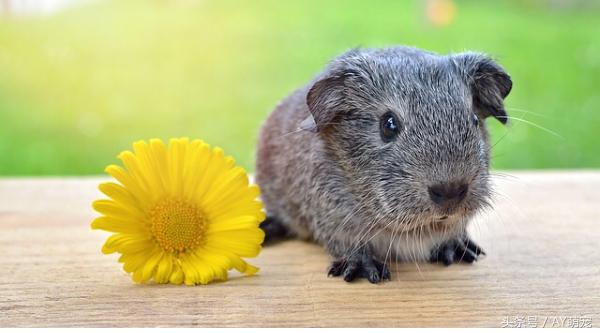 荷兰猪怎么才能养得好呢,最不好养的植物