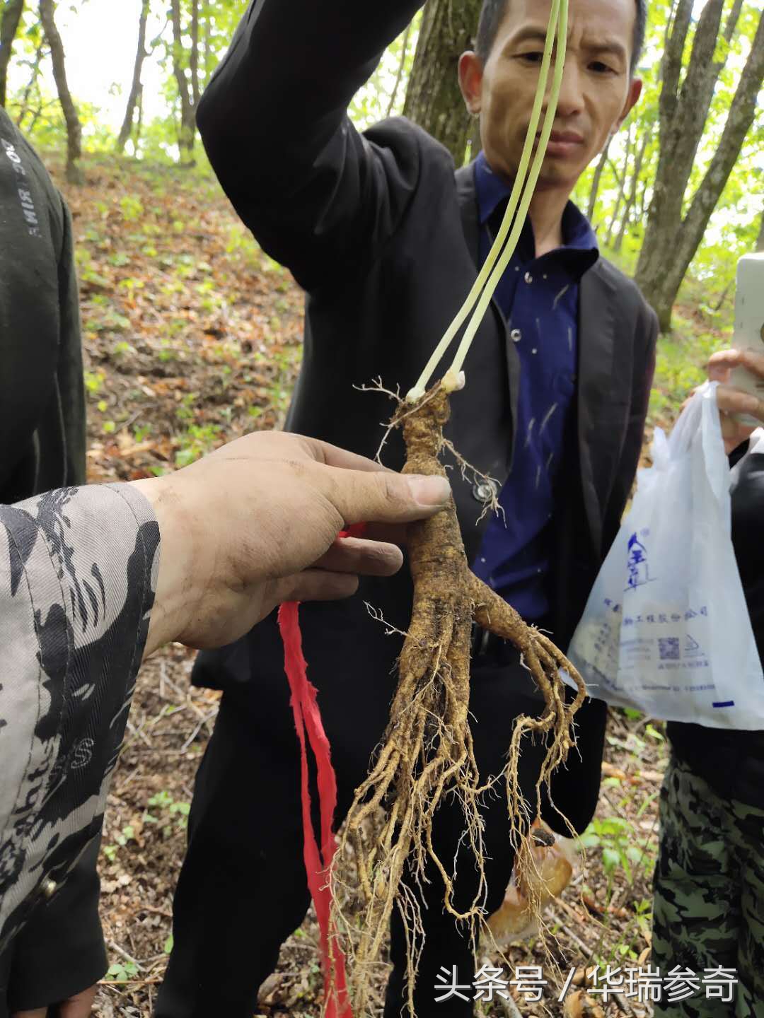 在原始森林找个地方种人参靠谱吗,原始森林的千年人参