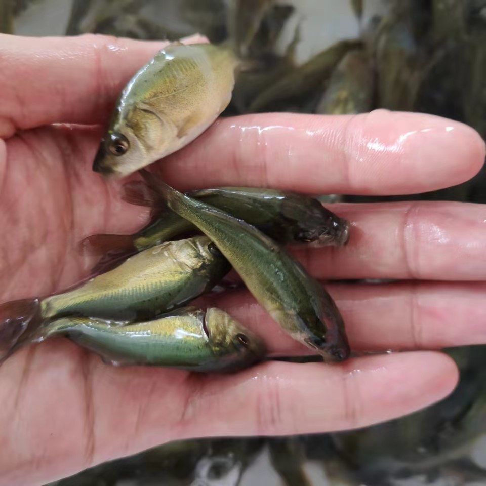 湟鱼洄游全过程,湟鱼洄游障碍