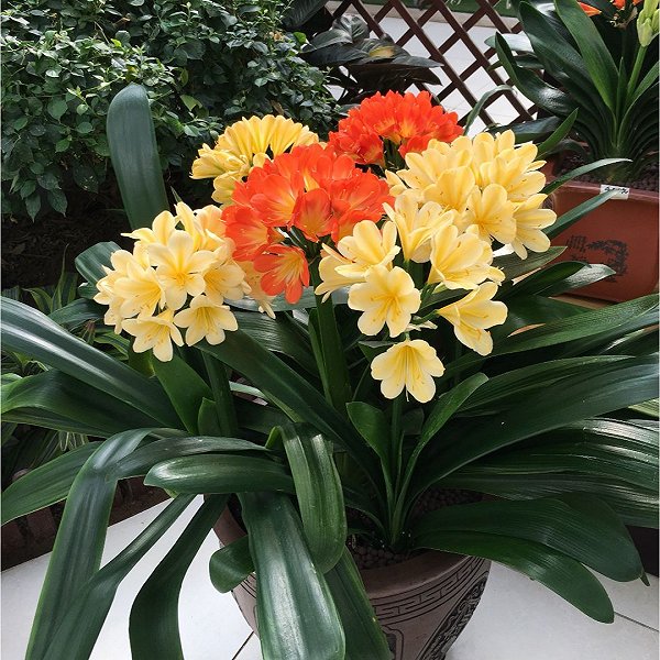 9种“健康花”,客厅一放,吸废气又高档,旺家更旺人