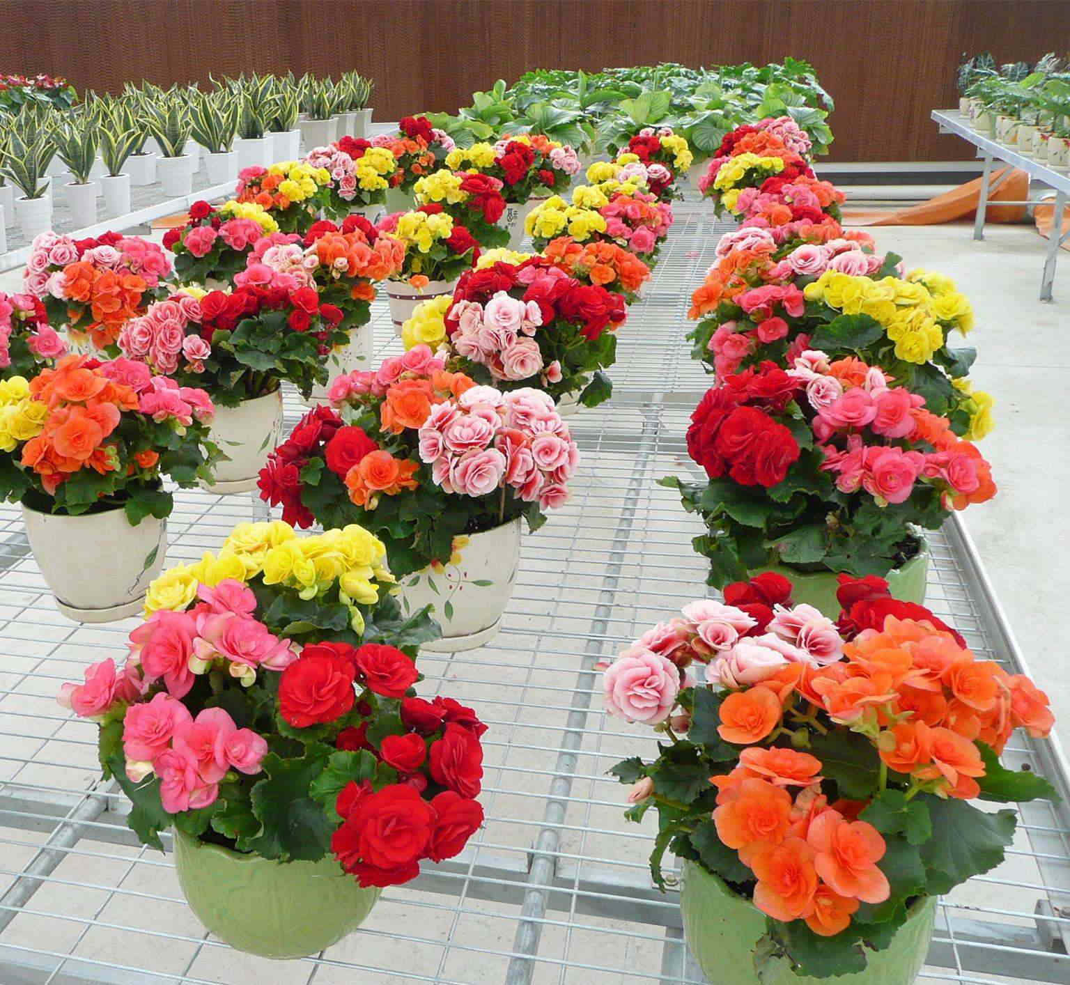 什么样的花好养又耐活,哪些花坑人