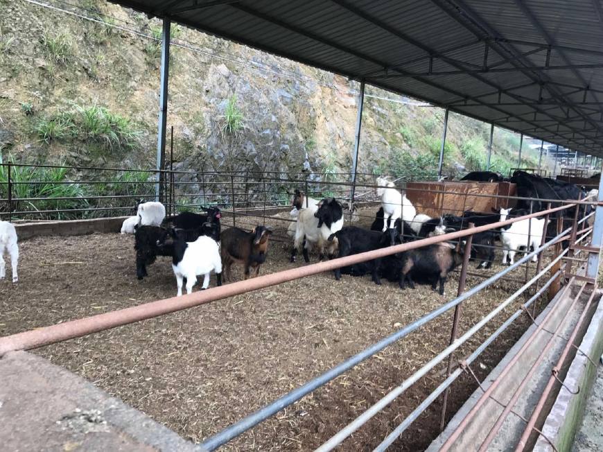 什么动物养殖最便宜最好养,药用动物养殖品种大全