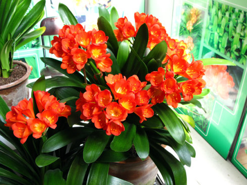 富贵花金玉满堂怎么栽培,6种长寿花能活一百年漂亮又吉利