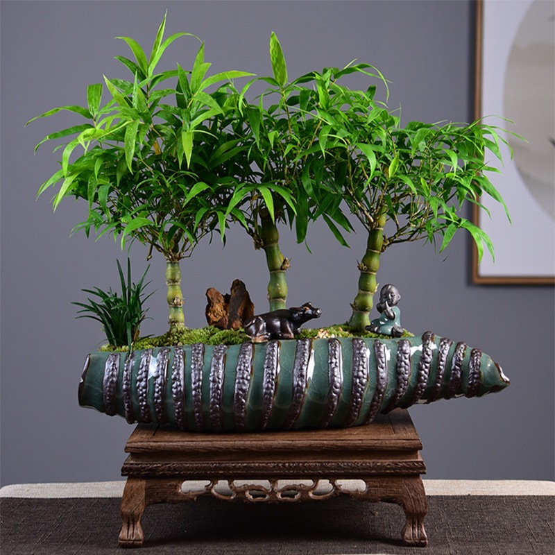 什么花高档大气好养,好养高大上漂亮有寓意的花