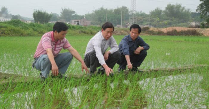 生态农业发展的现状及前景,生态农业发展的现状及前景例子