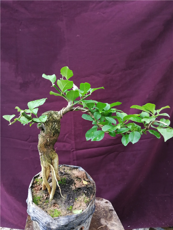 四种便宜又好养的花卉,一年四季最好养的盆景花