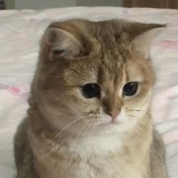 新手养宠物推荐猫还是狗狗,狗狗和猫猫哪个更值得养