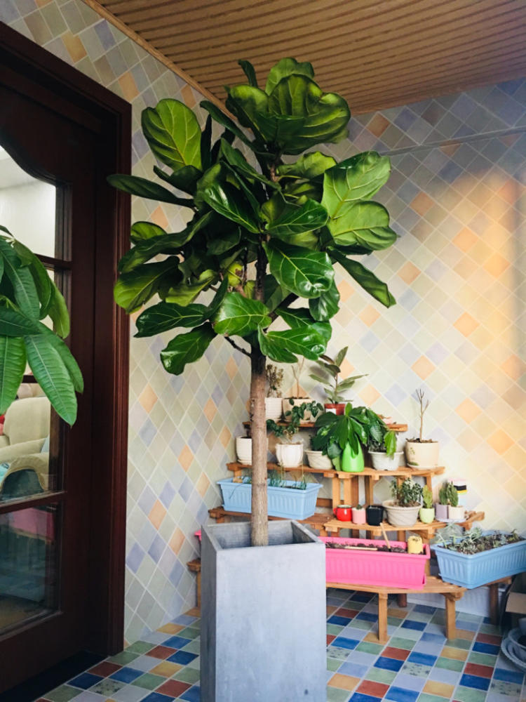 水里倒点酒，给花擦一擦，油光锃亮，比打激素还灵