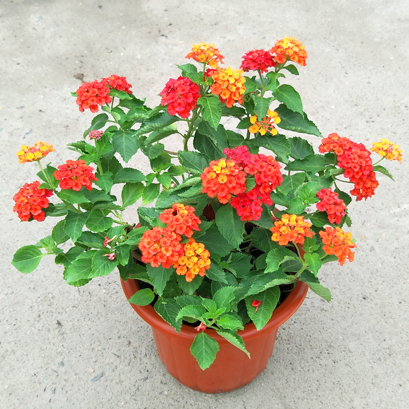 家里养花有句老话说花旺人不旺,在家养花对风水好的花