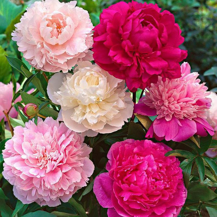 九种吉祥树越老越值钱越养越富贵,10种富贵花卉