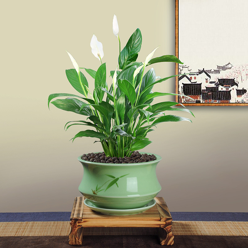 除甲醛最好的10种花,养什么花除甲醛最好