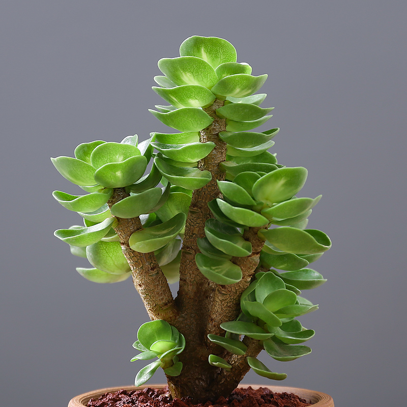 有招财守财寓意的花,招财纳财的花