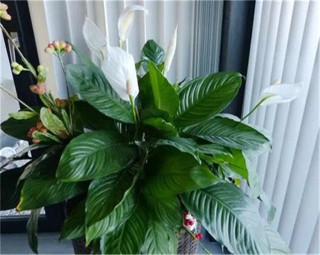 6种吉利花养在客厅里,适合家里养的吉利花