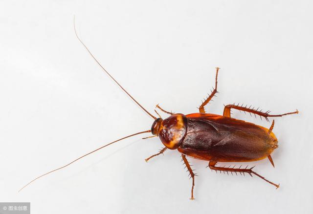 家里有蟑螂怎么办蟑螂最怕什么,蟑螂怕什么怎样驱赶蟑螂最有效