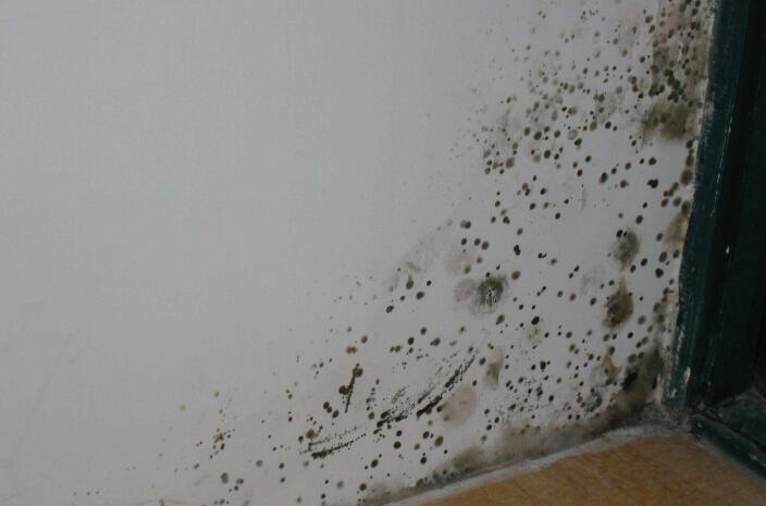 墙面发霉用什么工具可以铲掉,墙面发霉拿什么擦掉