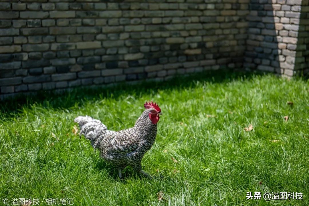 首发价2299元松下50/1.8镜头试用体验